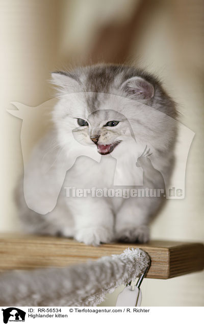Highlander kitten / RR-56534