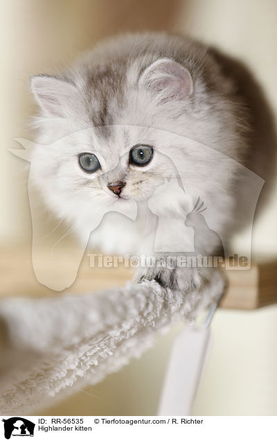 Highlander kitten / RR-56535