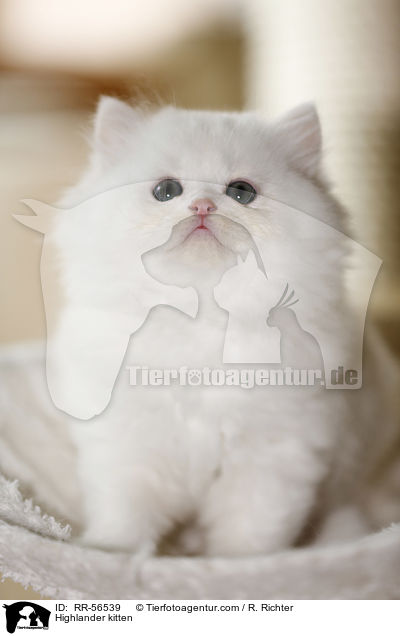Highlander kitten / RR-56539