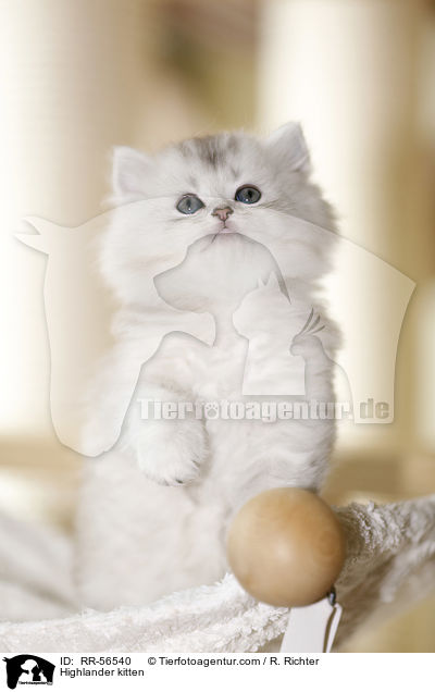 Britisch Langhaar Ktzchen / Highlander kitten / RR-56540
