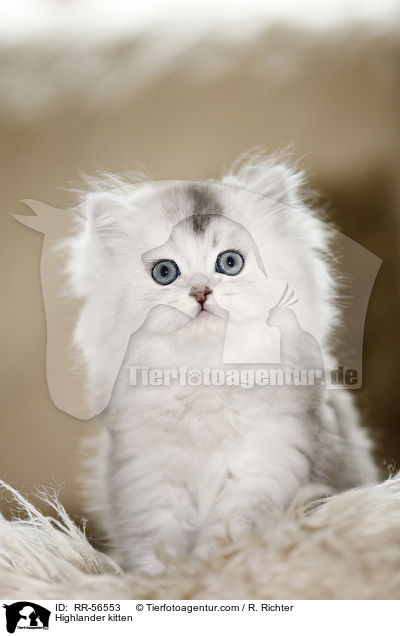 Highlander kitten / RR-56553