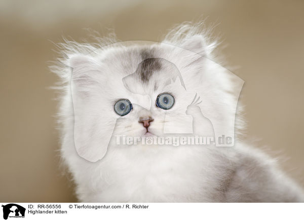 Highlander kitten / RR-56556