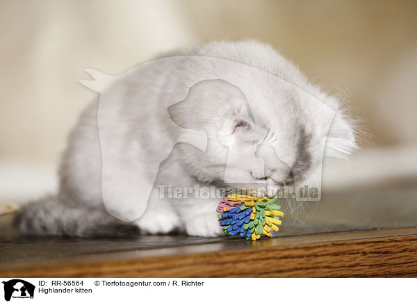 Highlander kitten / RR-56564