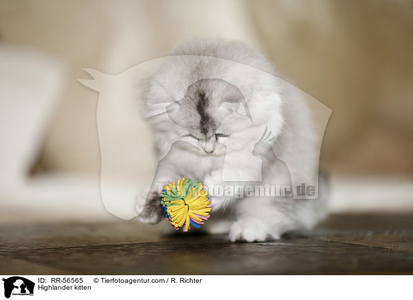 Highlander kitten / RR-56565