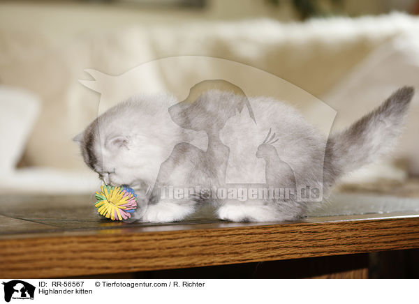 Highlander kitten / RR-56567