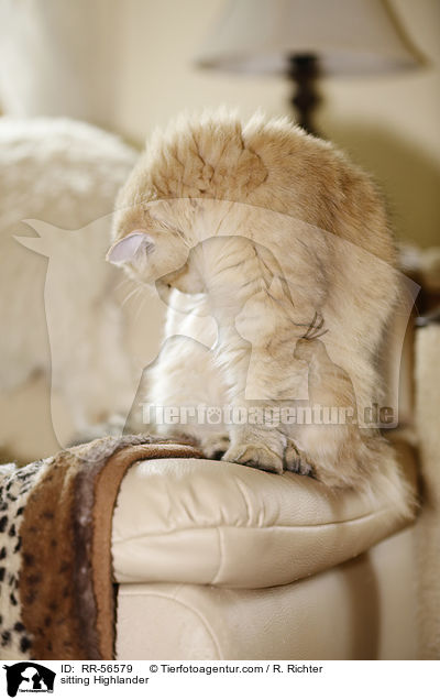 sitting Highlander / RR-56579