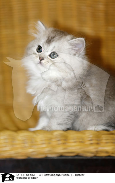 Highlander kitten / RR-56583