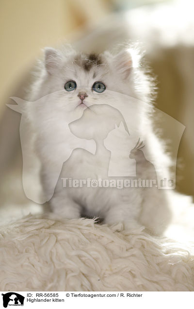 Highlander kitten / RR-56585