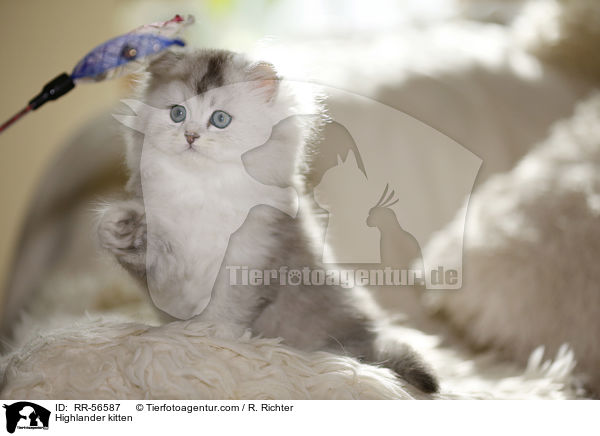 Britisch Langhaar Ktzchen / Highlander kitten / RR-56587