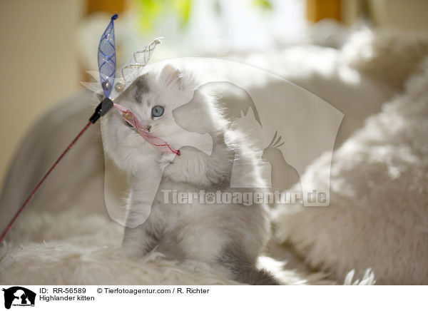 Britisch Langhaar Ktzchen / Highlander kitten / RR-56589