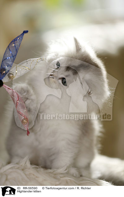 Britisch Langhaar Ktzchen / Highlander kitten / RR-56590