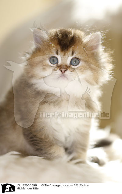 Britisch Langhaar Ktzchen / Highlander kitten / RR-56596
