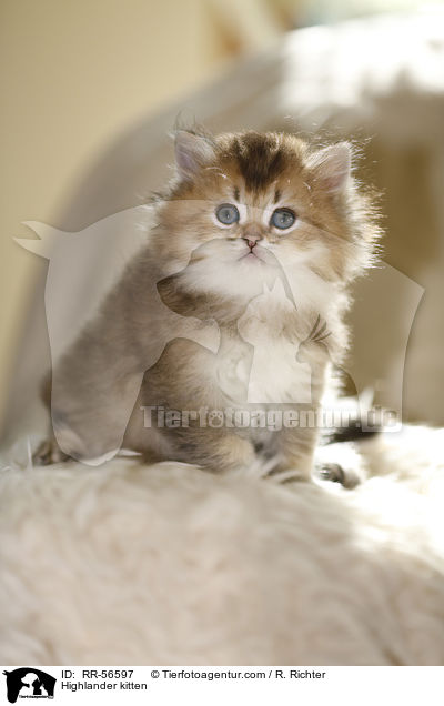 Britisch Langhaar Ktzchen / Highlander kitten / RR-56597