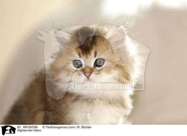 Britisch Langhaar Ktzchen / Highlander kitten / RR-56599