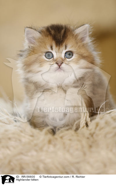 Highlander kitten / RR-56600