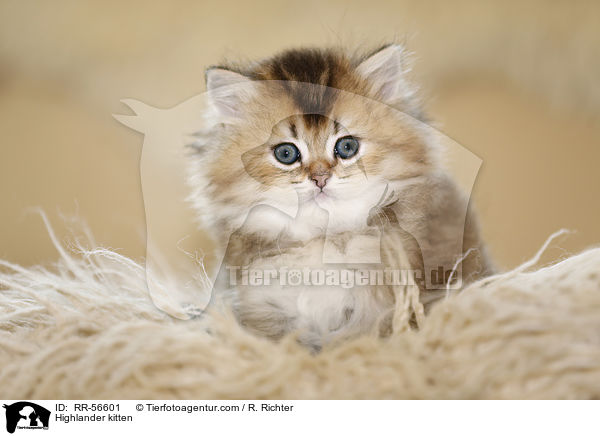 Highlander kitten / RR-56601
