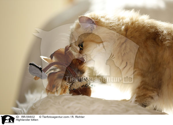 Highlander kitten / RR-56602