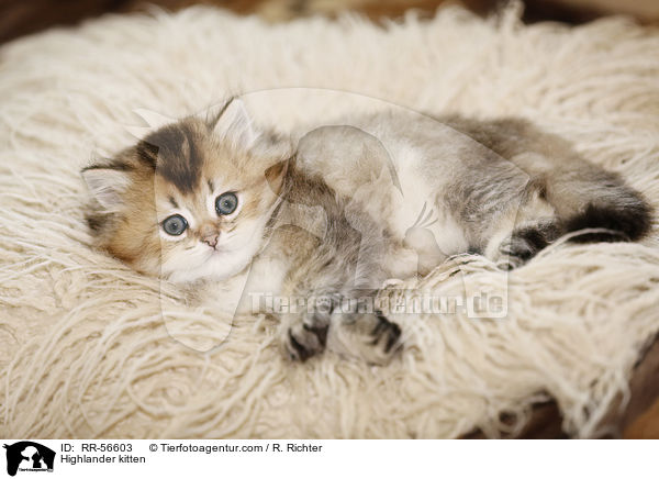 Britisch Langhaar Ktzchen / Highlander kitten / RR-56603