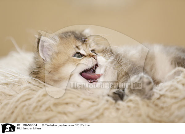 Britisch Langhaar Ktzchen / Highlander kitten / RR-56604