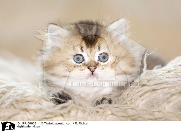 Britisch Langhaar Ktzchen / Highlander kitten / RR-56609