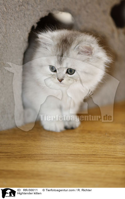 Britisch Langhaar Ktzchen / Highlander kitten / RR-56611
