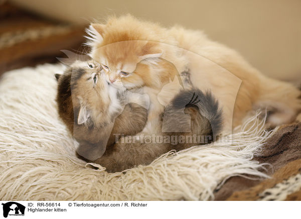 Britisch Langhaar Ktzchen / Highlander kitten / RR-56614