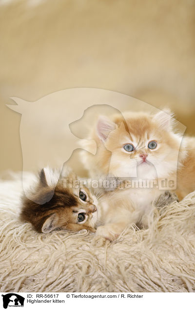 Britisch Langhaar Ktzchen / Highlander kitten / RR-56617