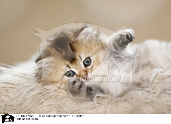 Britisch Langhaar Ktzchen / Highlander kitten / RR-56622