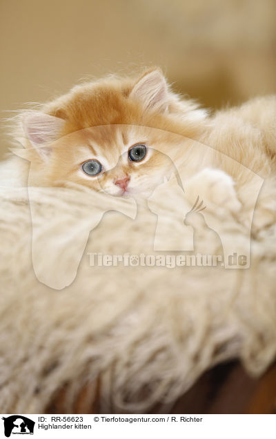 Highlander kitten / RR-56623