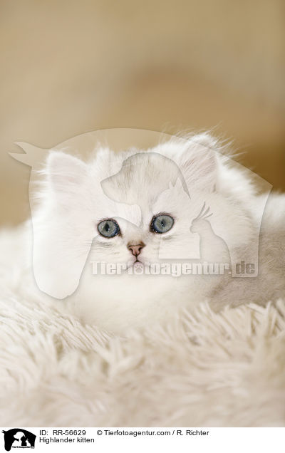Highlander kitten / RR-56629