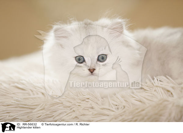 Highlander kitten / RR-56632