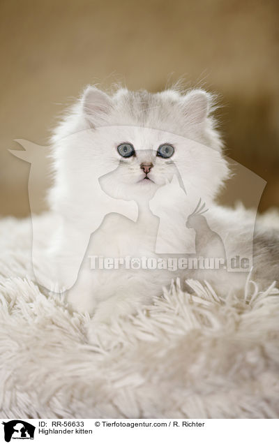 Highlander kitten / RR-56633