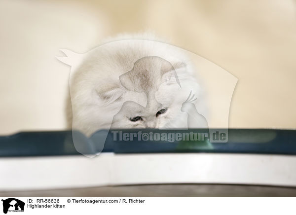 Britisch Langhaar Ktzchen / Highlander kitten / RR-56636