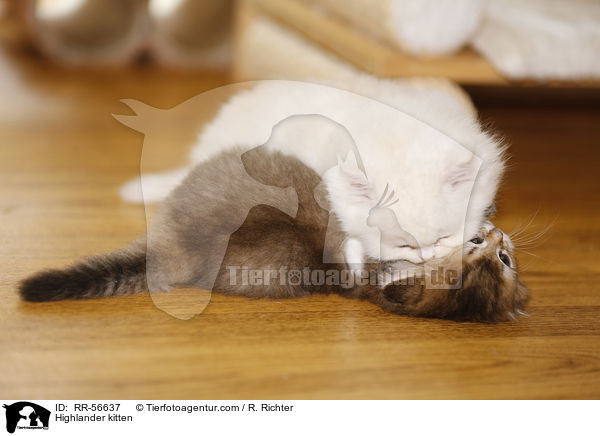 Britisch Langhaar Ktzchen / Highlander kitten / RR-56637