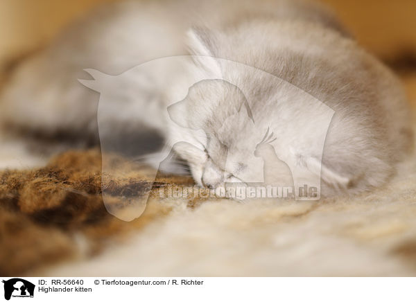 Highlander kitten / RR-56640