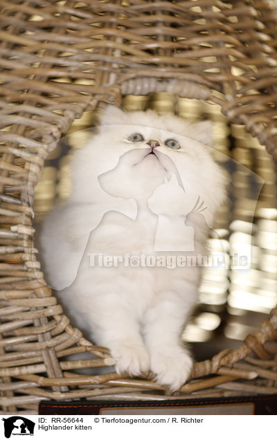 Britisch Langhaar Ktzchen / Highlander kitten / RR-56644