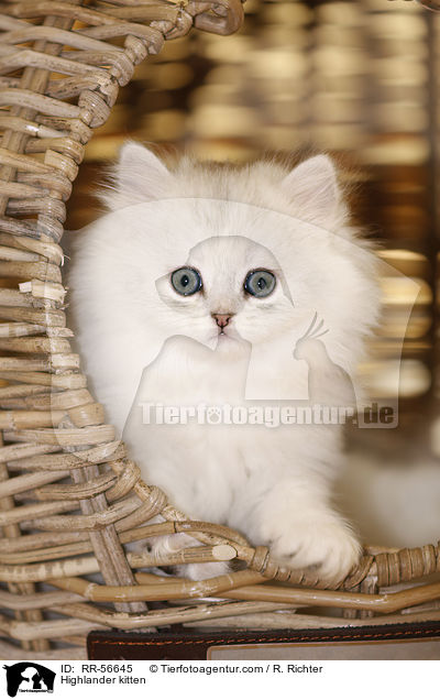 Highlander kitten / RR-56645