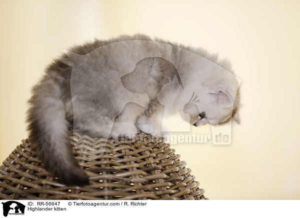 Highlander kitten / RR-56647