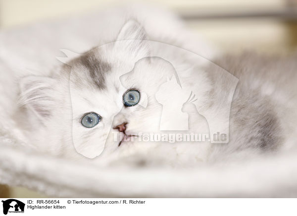 Britisch Langhaar Ktzchen / Highlander kitten / RR-56654