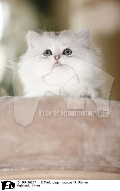 Highlander kitten / RR-56657