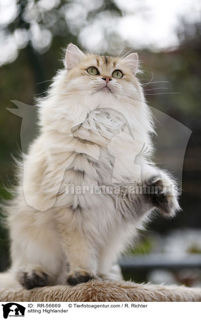 sitzende Highlander / sitting Highlander / RR-56669