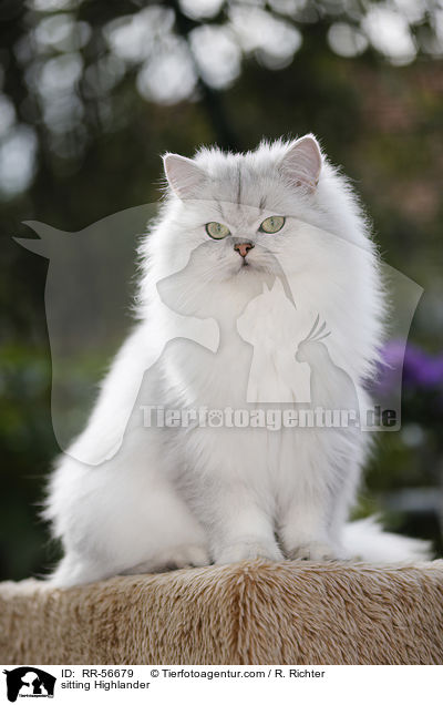 sitzende Highlander / sitting Highlander / RR-56679