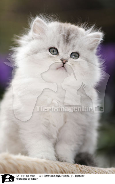 Britisch Langhaar Ktzchen / Highlander kitten / RR-56709