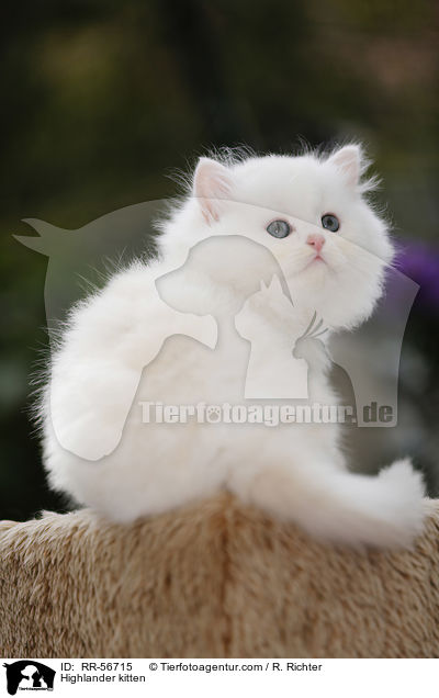 Highlander kitten / RR-56715