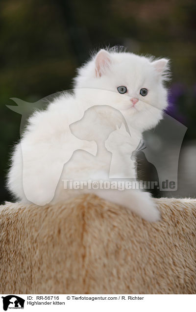 Highlander kitten / RR-56716