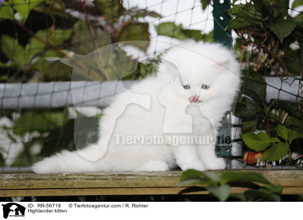 Highlander kitten / RR-56718