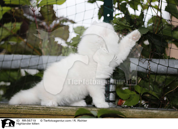 Highlander kitten / RR-56719