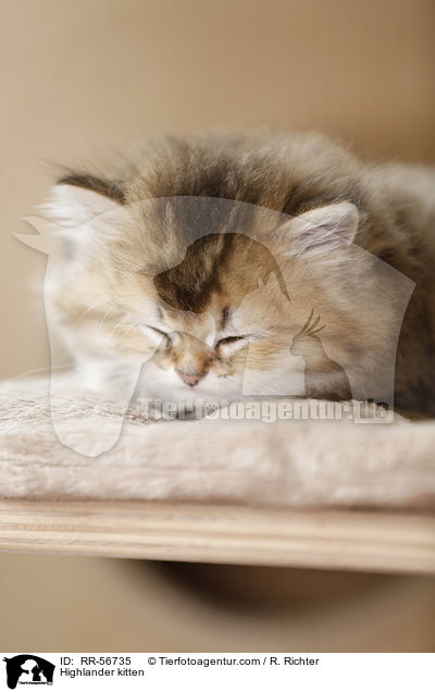 Highlander kitten / RR-56735