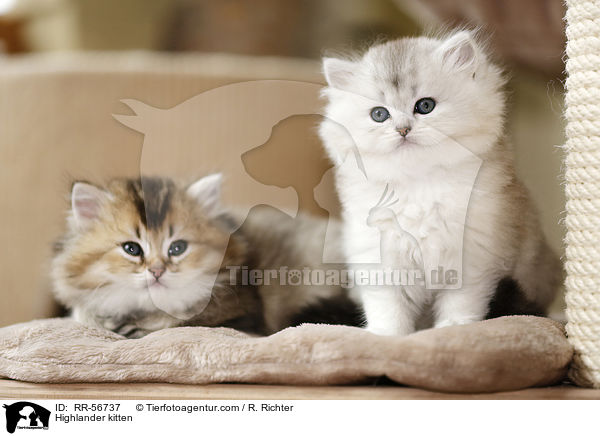 Highlander kitten / RR-56737