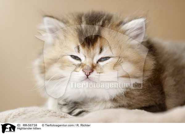 Britisch Langhaar Ktzchen / Highlander kitten / RR-56738